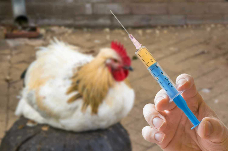 Вакцинация и клинический осмотр домашней птицы. Вакцинация и клинический осмотр домашней птицы.